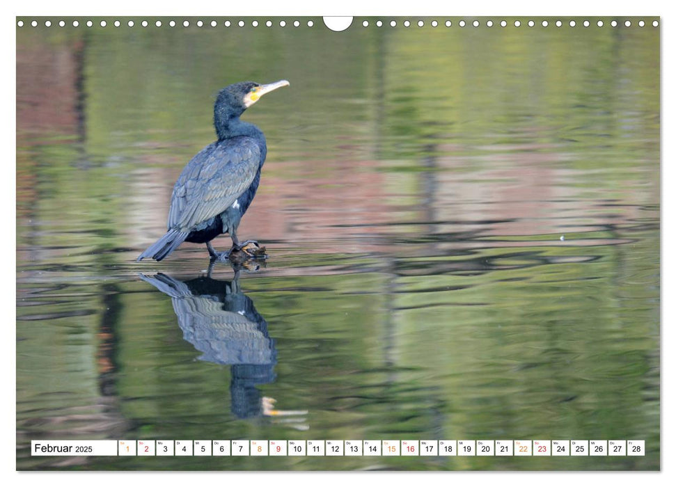 Der Kormoran, ein guter Flieger, Schwimmer, Taucher und Fischer. (CALVENDO Wandkalender 2025)