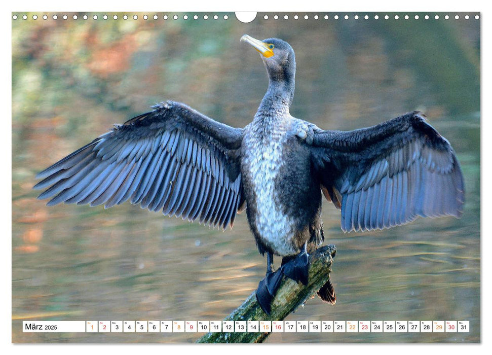 Der Kormoran, ein guter Flieger, Schwimmer, Taucher und Fischer. (CALVENDO Wandkalender 2025)