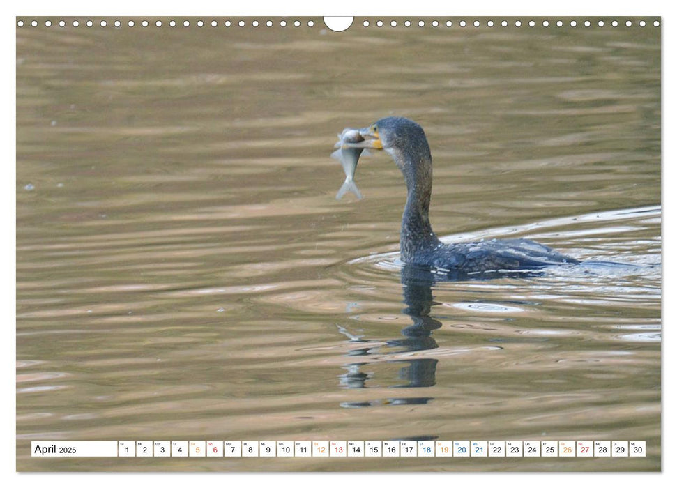 Der Kormoran, ein guter Flieger, Schwimmer, Taucher und Fischer. (CALVENDO Wandkalender 2025)