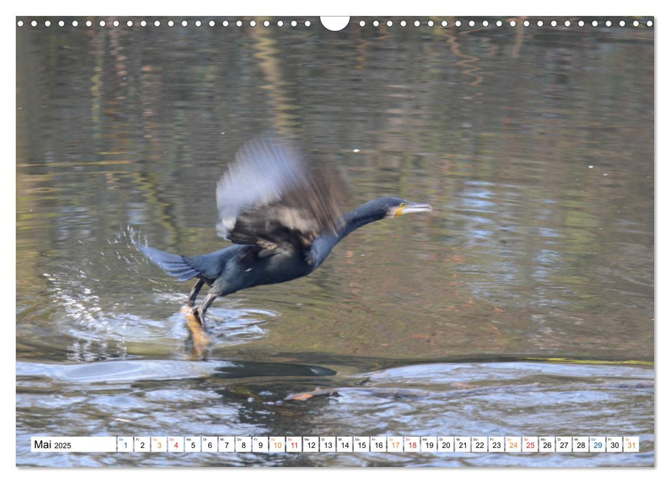 Der Kormoran, ein guter Flieger, Schwimmer, Taucher und Fischer. (CALVENDO Wandkalender 2025)