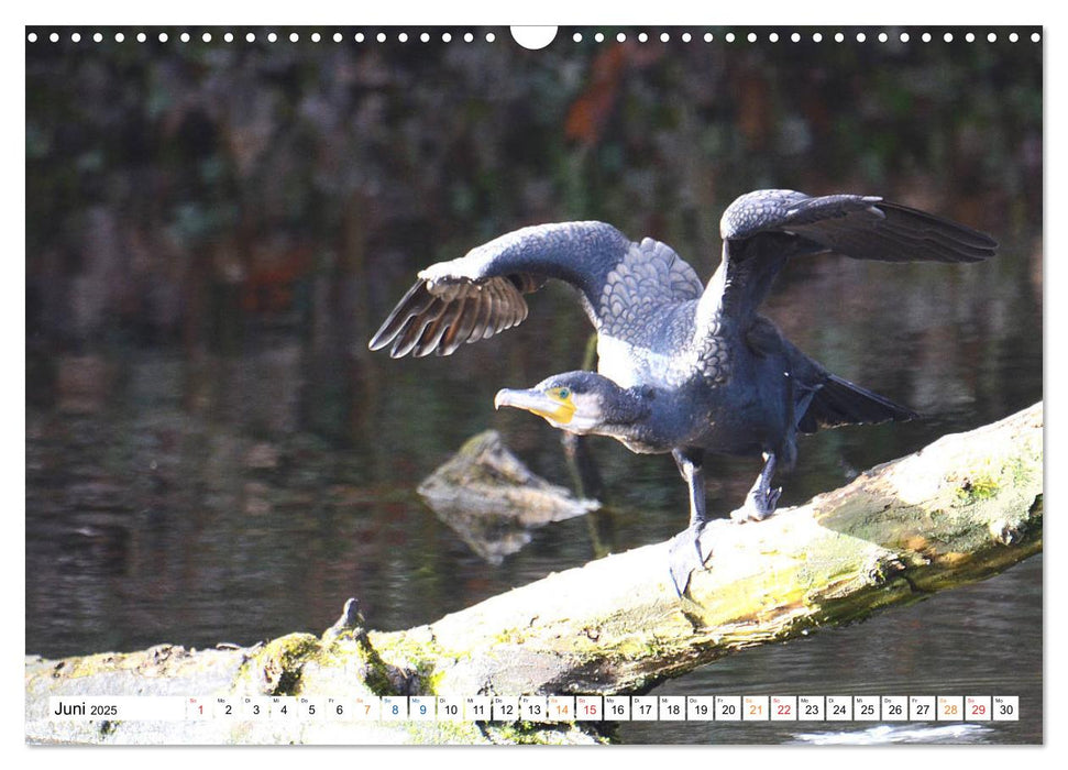 Der Kormoran, ein guter Flieger, Schwimmer, Taucher und Fischer. (CALVENDO Wandkalender 2025)