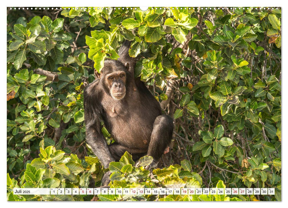 Westafrika - The Gambia (CALVENDO Premium Wandkalender 2025)