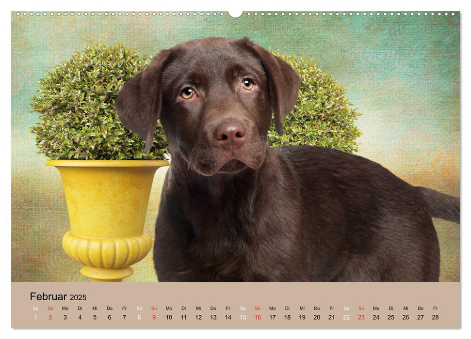 Labrador Retriever unsere Freunde (CALVENDO Premium Wandkalender 2025)