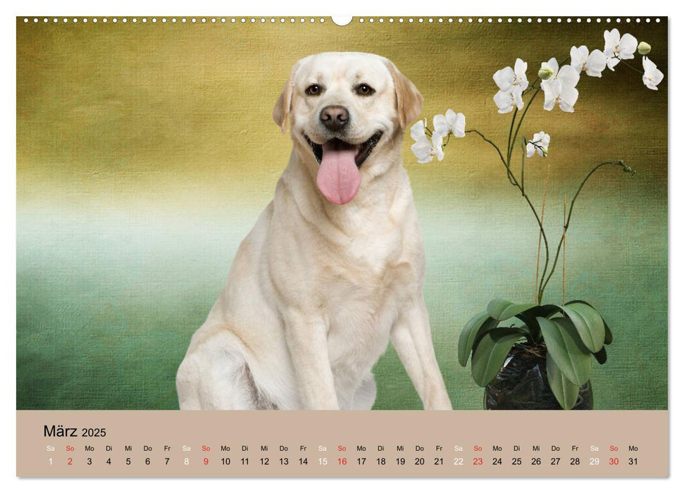 Labrador Retriever unsere Freunde (CALVENDO Premium Wandkalender 2025)