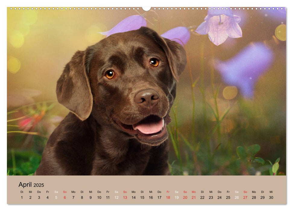 Labrador Retriever unsere Freunde (CALVENDO Premium Wandkalender 2025)