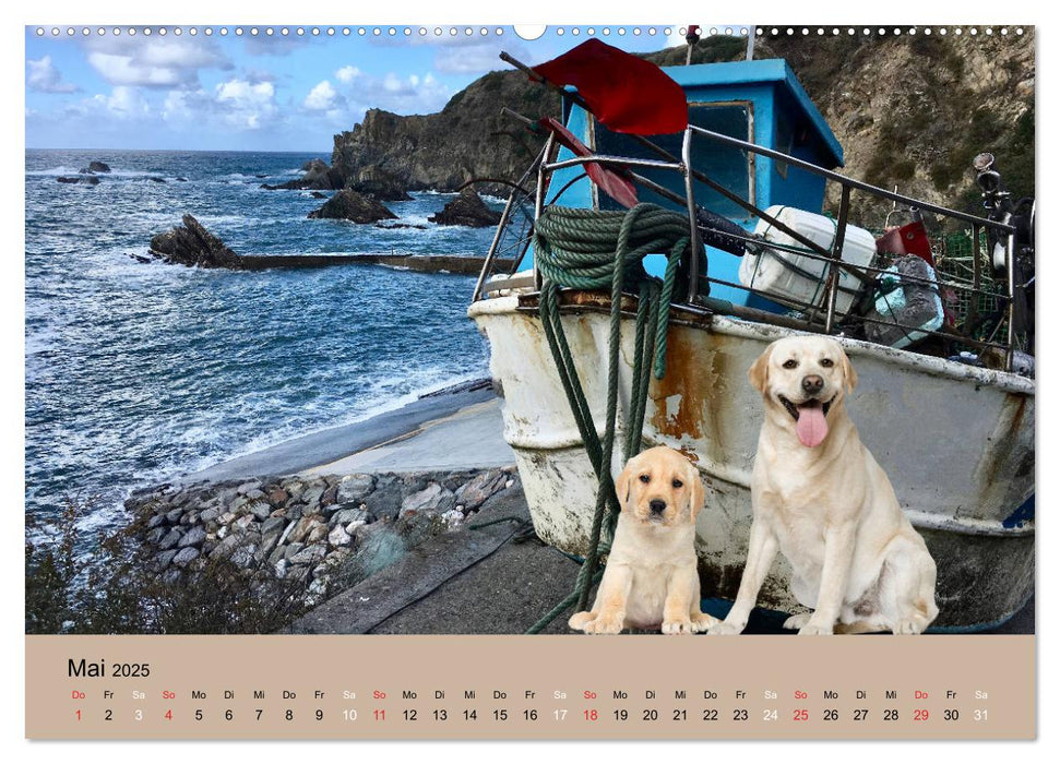 Labrador Retriever unsere Freunde (CALVENDO Premium Wandkalender 2025)