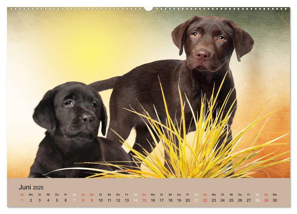 Labrador Retriever unsere Freunde (CALVENDO Premium Wandkalender 2025)