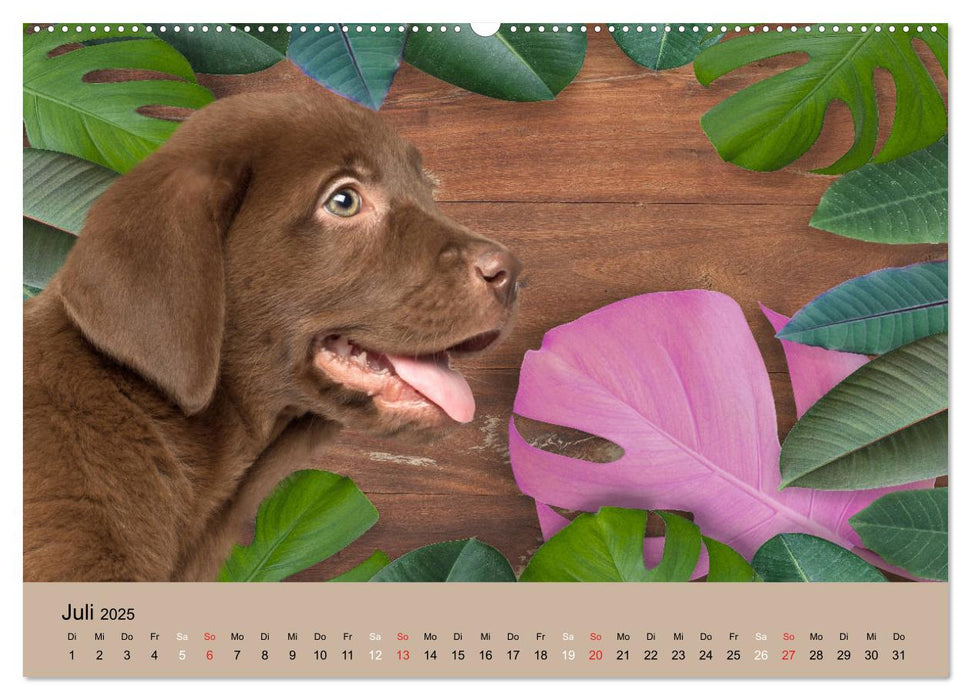 Labrador Retriever unsere Freunde (CALVENDO Premium Wandkalender 2025)