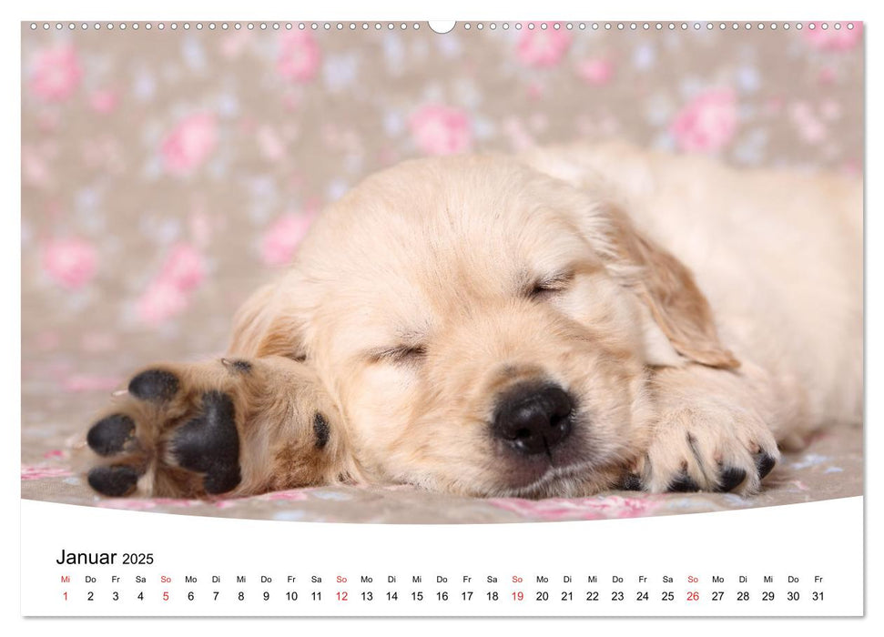 Süße Träume 2025 - schlafende Hundewelpen (CALVENDO Wandkalender 2025)