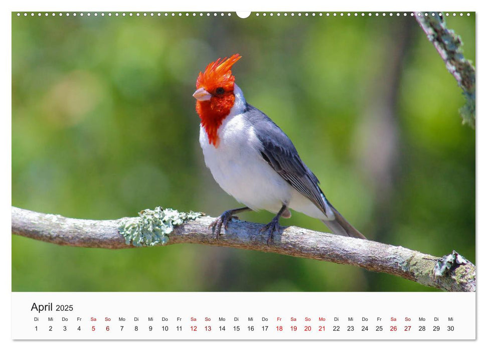 Vögel - Die Könige der Lüfte (CALVENDO Premium Wandkalender 2025)