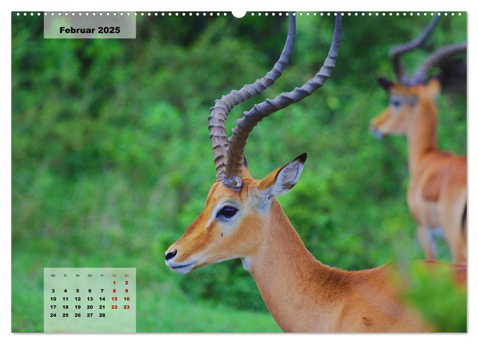 Kenia - Die Tiere der Savanne (CALVENDO Premium Wandkalender 2025)