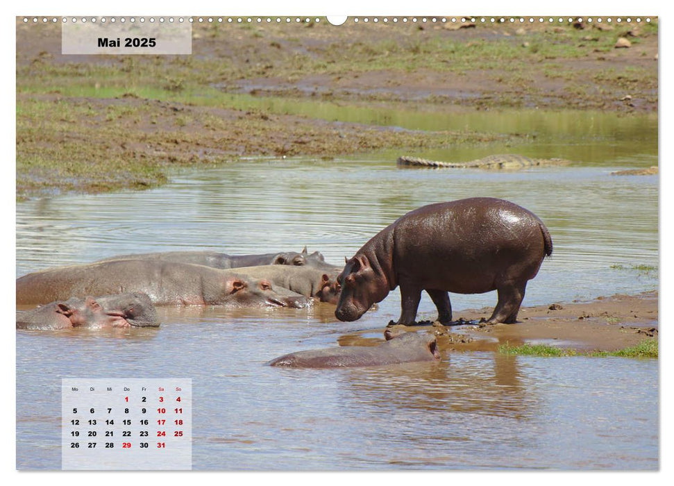 Kenia - Die Tiere der Savanne (CALVENDO Premium Wandkalender 2025)