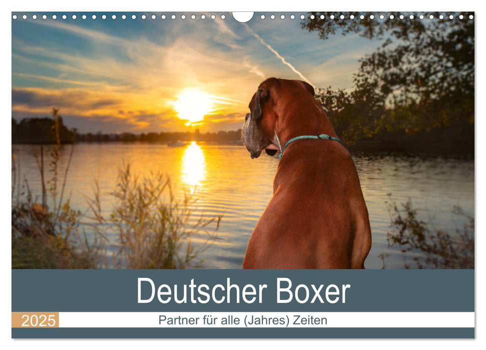 Deutscher Boxer (CALVENDO Wandkalender 2025)