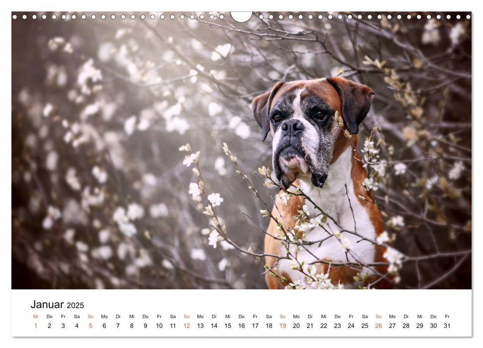 Deutscher Boxer (CALVENDO Wandkalender 2025)