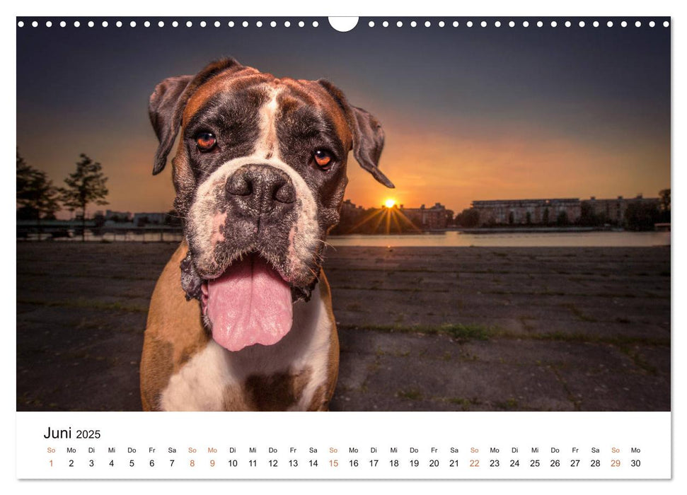 Deutscher Boxer (CALVENDO Wandkalender 2025)