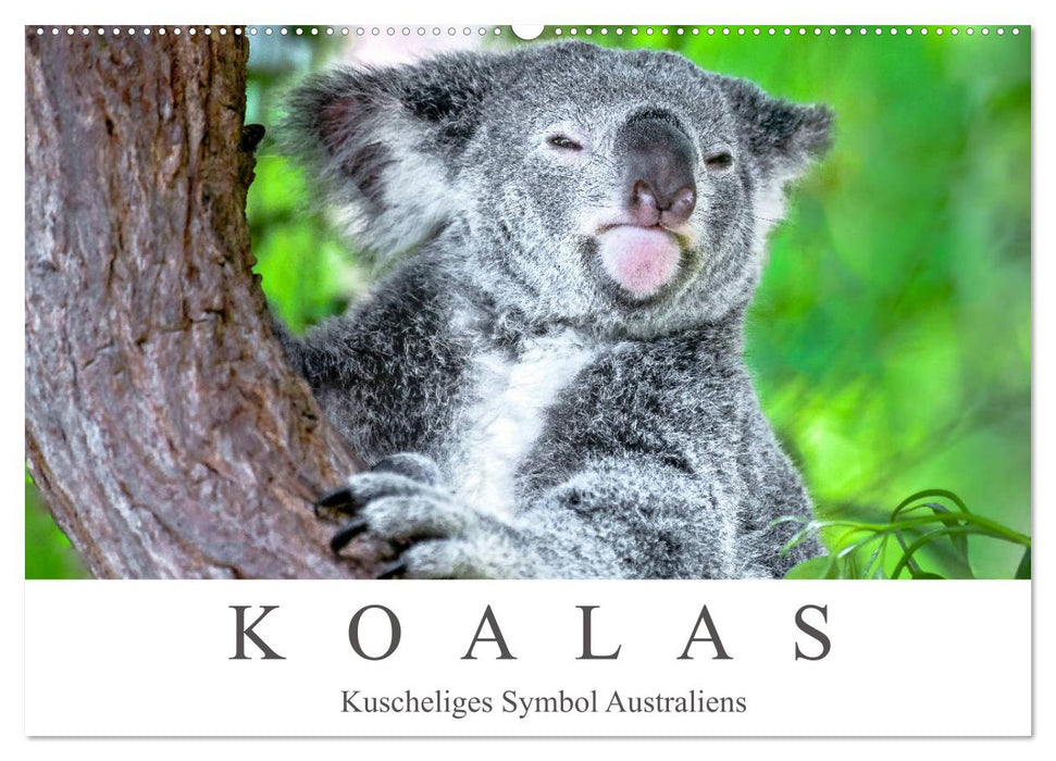 Koalas - Kuscheliges Symbol Australiens (CALVENDO Wandkalender 2025)