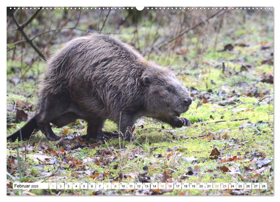 Der Biber, ein guter Bauhandwerker (CALVENDO Premium Wandkalender 2025)