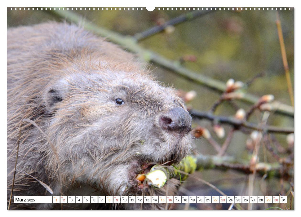 Der Biber, ein guter Bauhandwerker (CALVENDO Premium Wandkalender 2025)