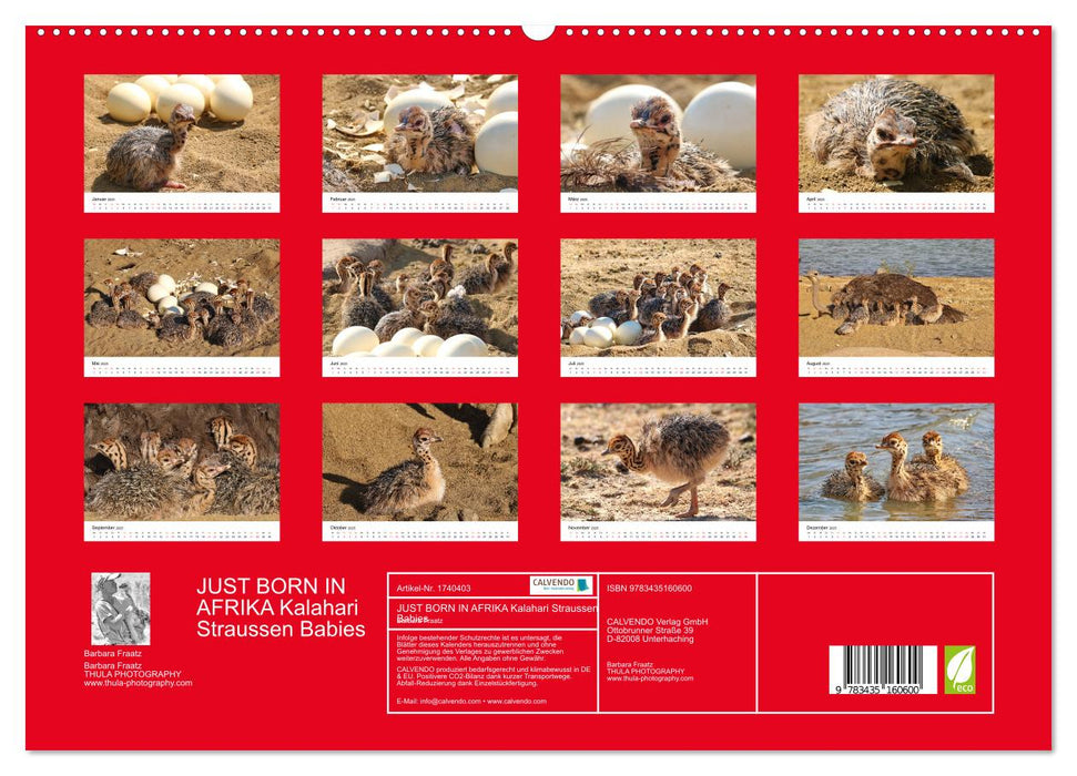 JUST BORN IN AFRIKA Kalahari Straussen Babies (CALVENDO Premium Wandkalender 2025)