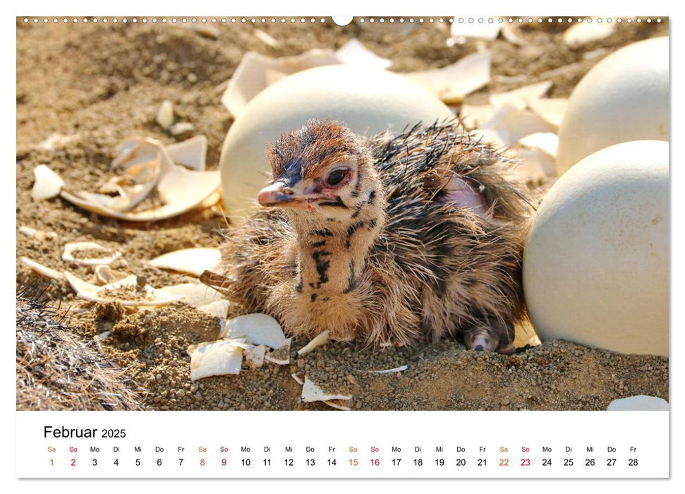 JUST BORN IN AFRIKA Kalahari Straussen Babies (CALVENDO Premium Wandkalender 2025)