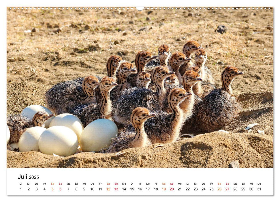 JUST BORN IN AFRIKA Kalahari Straussen Babies (CALVENDO Premium Wandkalender 2025)