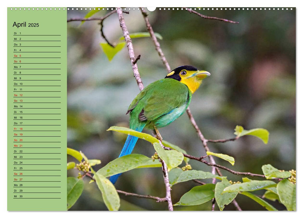 Orientalische Vögel - Thailands bunte Vogelwelt (CALVENDO Premium Wandkalender 2025)