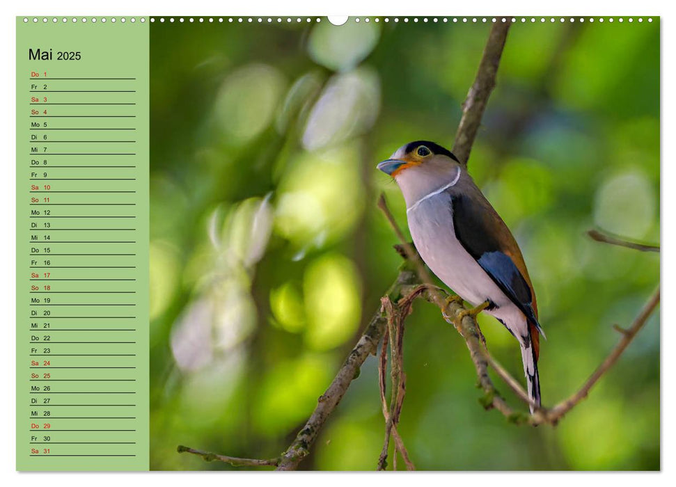 Orientalische Vögel - Thailands bunte Vogelwelt (CALVENDO Premium Wandkalender 2025)