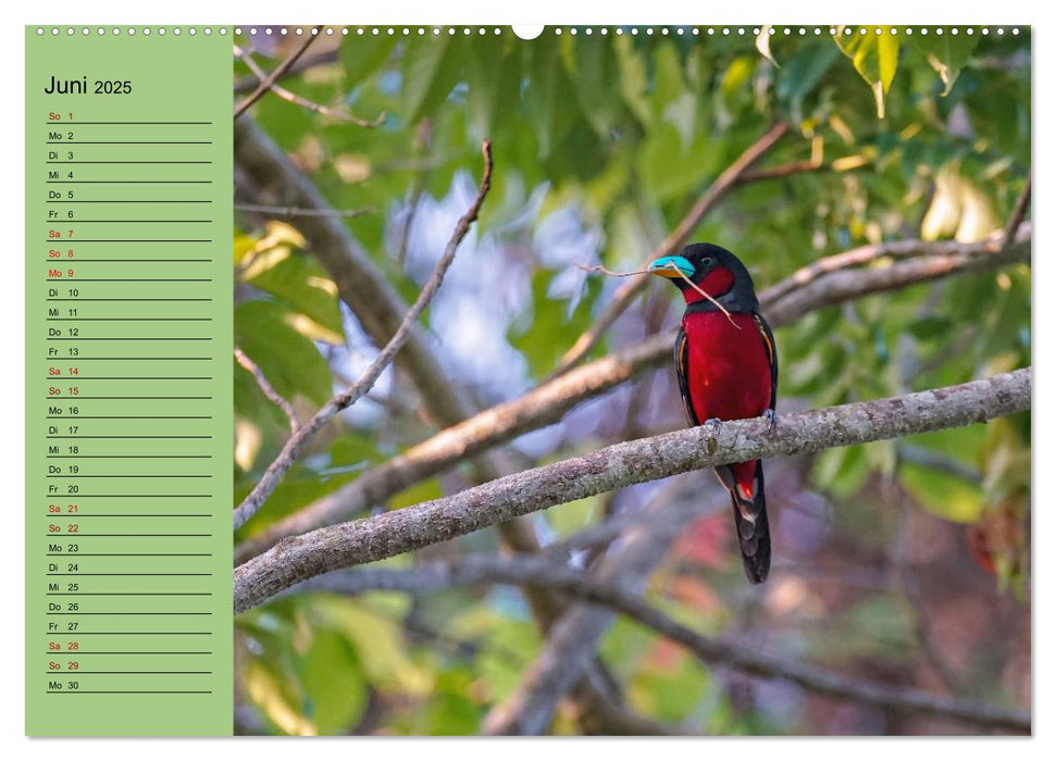 Orientalische Vögel - Thailands bunte Vogelwelt (CALVENDO Premium Wandkalender 2025)