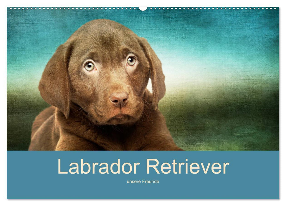 Labrador Retriever unsere Freunde (CALVENDO Wandkalender 2025)