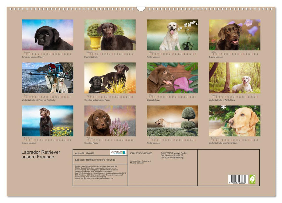 Labrador Retriever unsere Freunde (CALVENDO Wandkalender 2025)