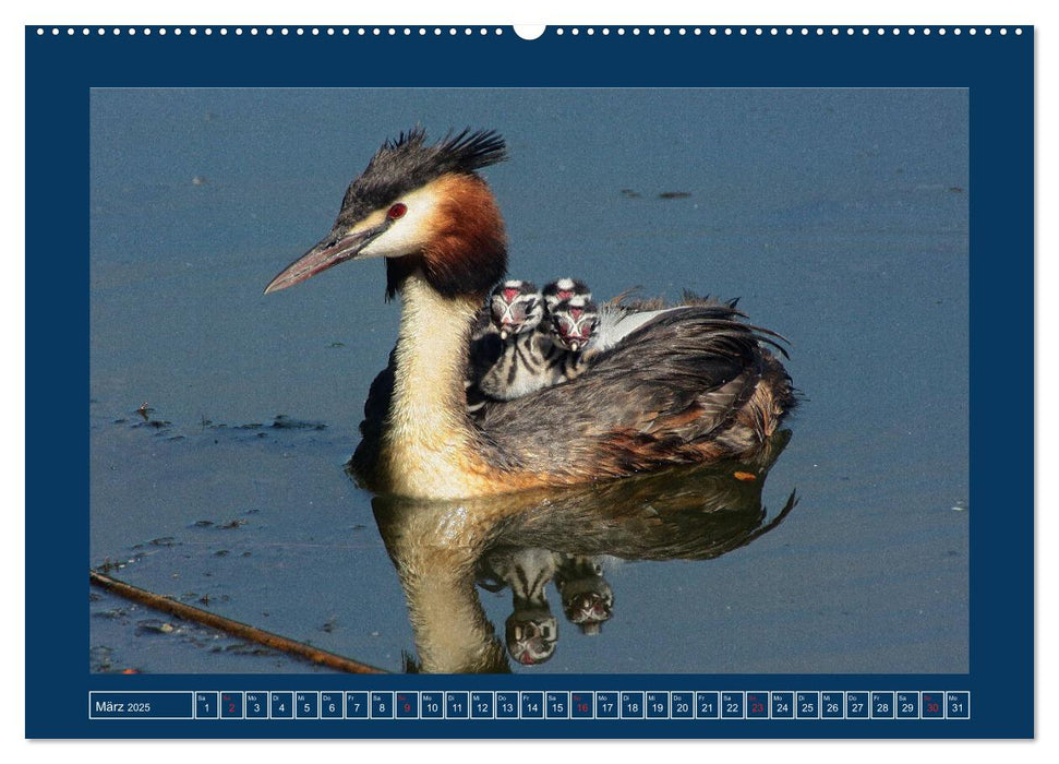 Spiegelungen in der Natur (CALVENDO Premium Wandkalender 2025)