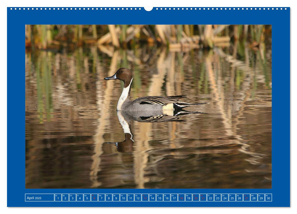 Spiegelungen in der Natur (CALVENDO Premium Wandkalender 2025)