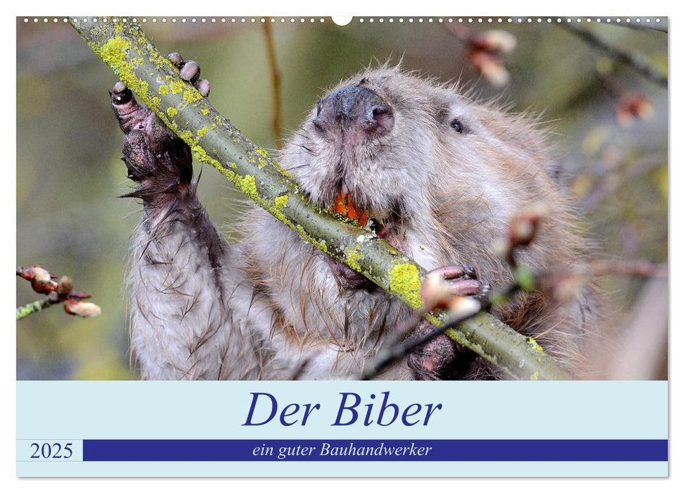 Der Biber, ein guter Bauhandwerker (CALVENDO Wandkalender 2025)