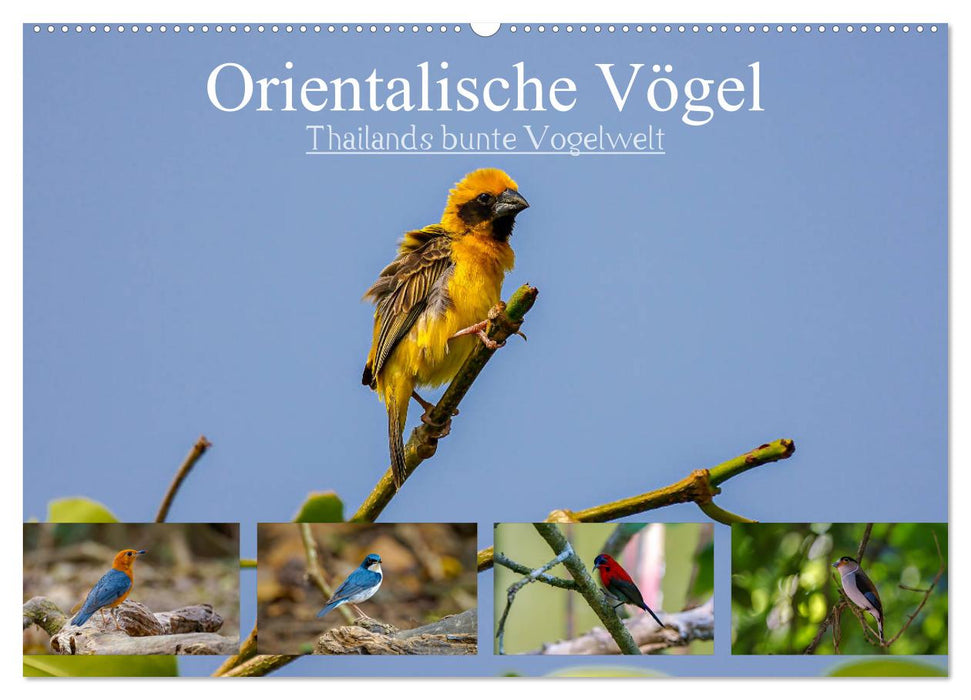 Orientalische Vögel - Thailands bunte Vogelwelt (CALVENDO Wandkalender 2025)