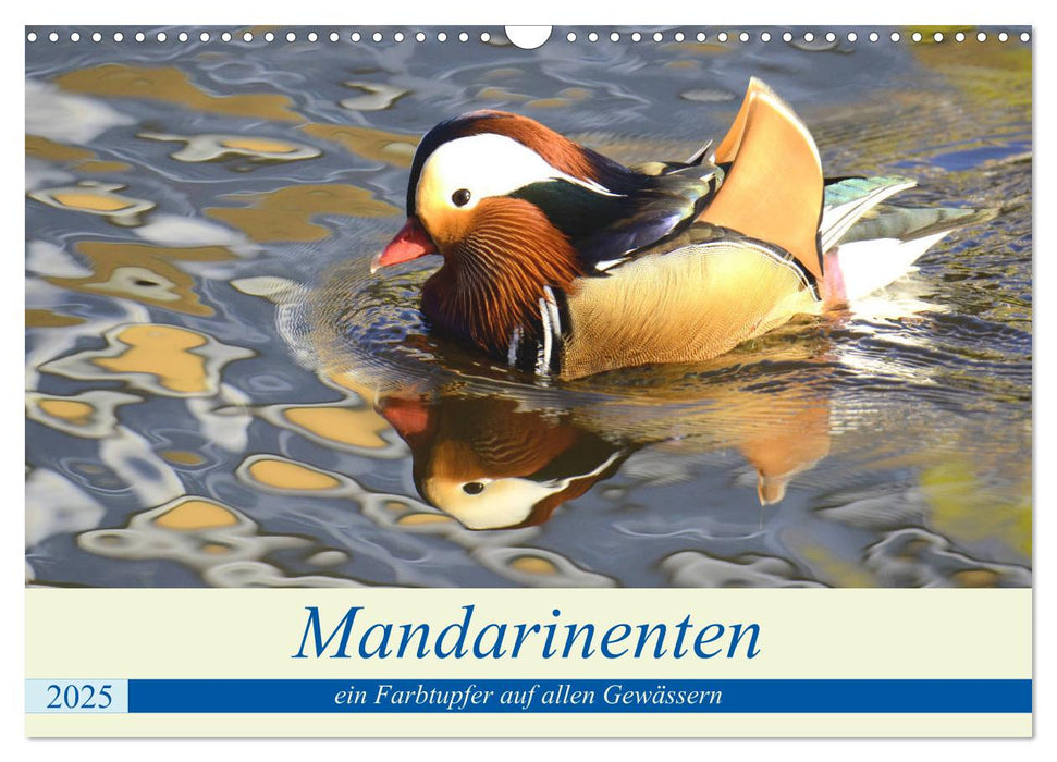 Mandarinenten, ein Farbtupfer auf allen Gewässern. (CALVENDO Wandkalender 2025)