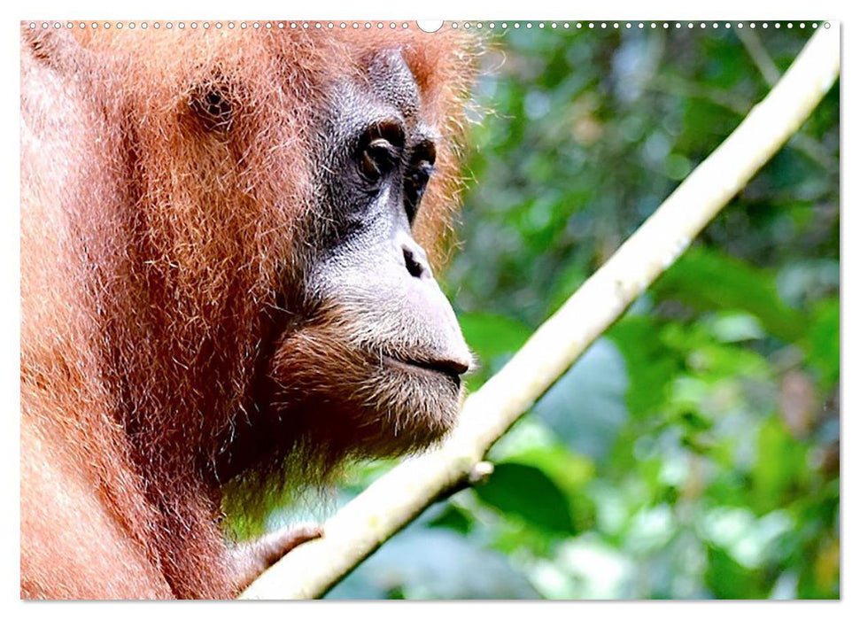 Die letzten freilebenden Orang Utans (CALVENDO Premium Wandkalender 2025)