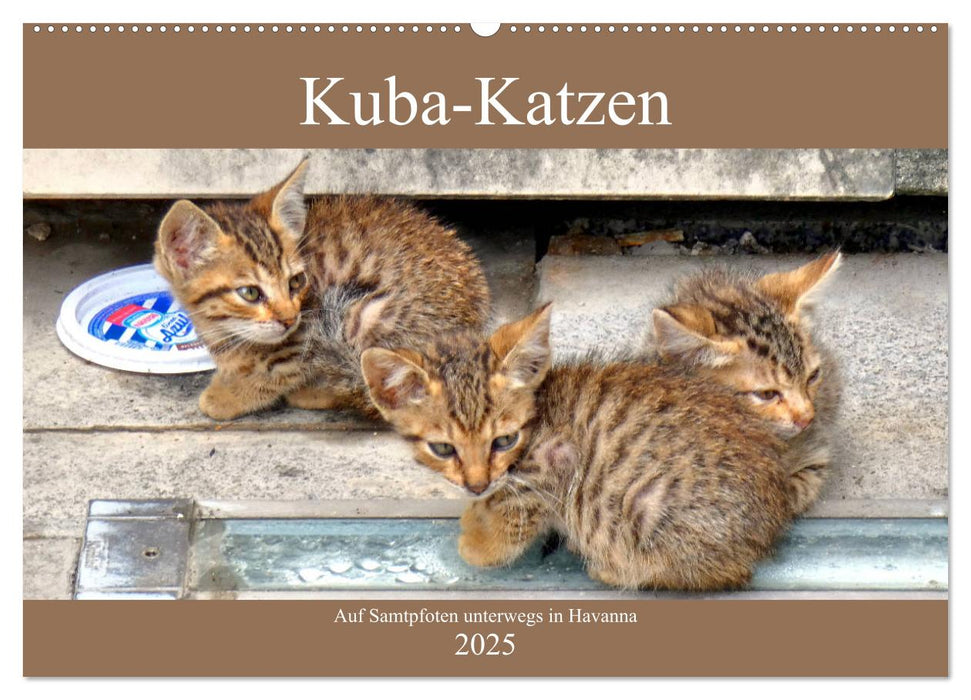 Kuba-Katzen - Auf Samtpfoten unterwegs in Havanna (CALVENDO Wandkalender 2025)