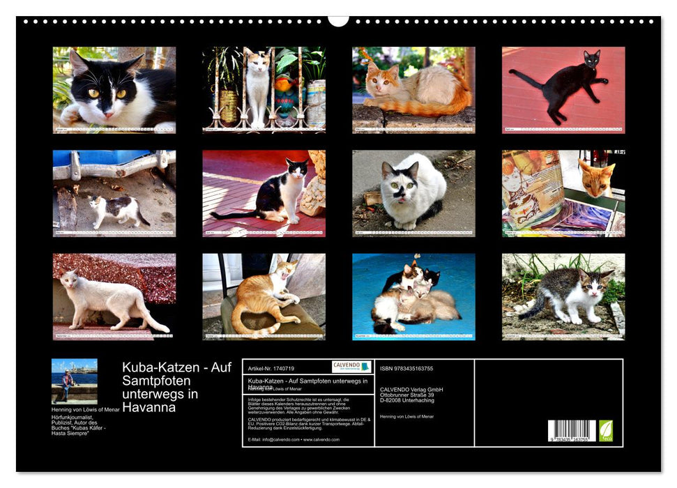 Kuba-Katzen - Auf Samtpfoten unterwegs in Havanna (CALVENDO Wandkalender 2025)