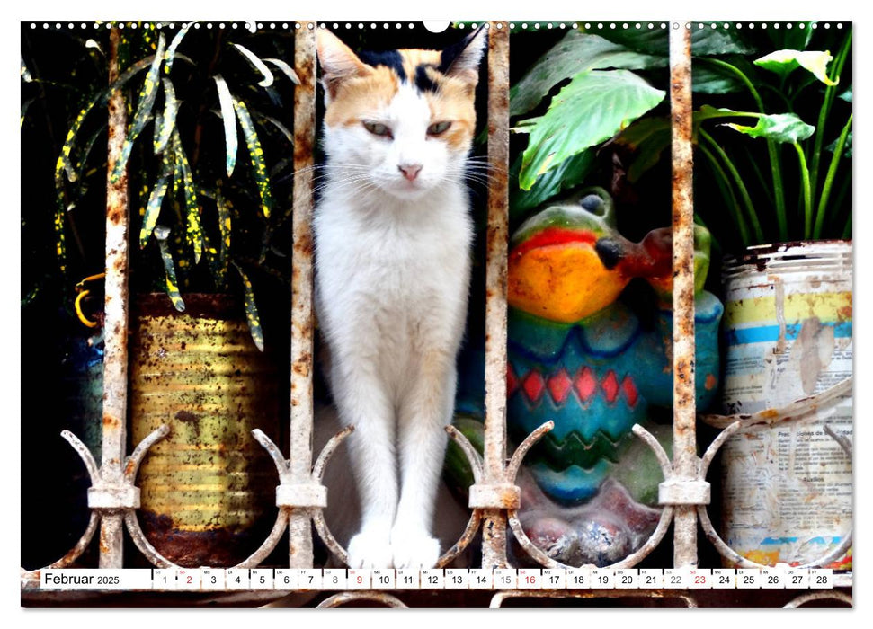 Kuba-Katzen - Auf Samtpfoten unterwegs in Havanna (CALVENDO Wandkalender 2025)