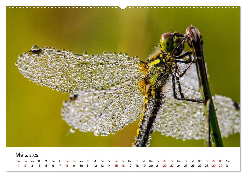 Oberbayerischer Insekten Kalender (CALVENDO Premium Wandkalender 2025)