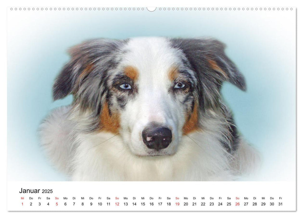 Rasseportraits - Hunde (CALVENDO Premium Wandkalender 2025)