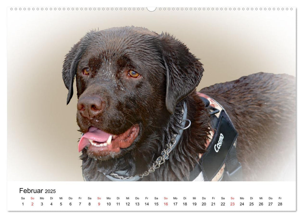 Rasseportraits - Hunde (CALVENDO Premium Wandkalender 2025)