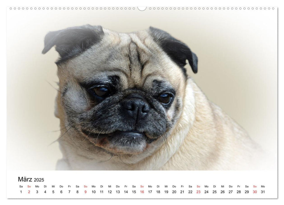 Rasseportraits - Hunde (CALVENDO Premium Wandkalender 2025)