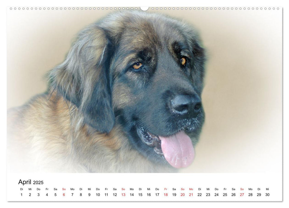 Rasseportraits - Hunde (CALVENDO Premium Wandkalender 2025)