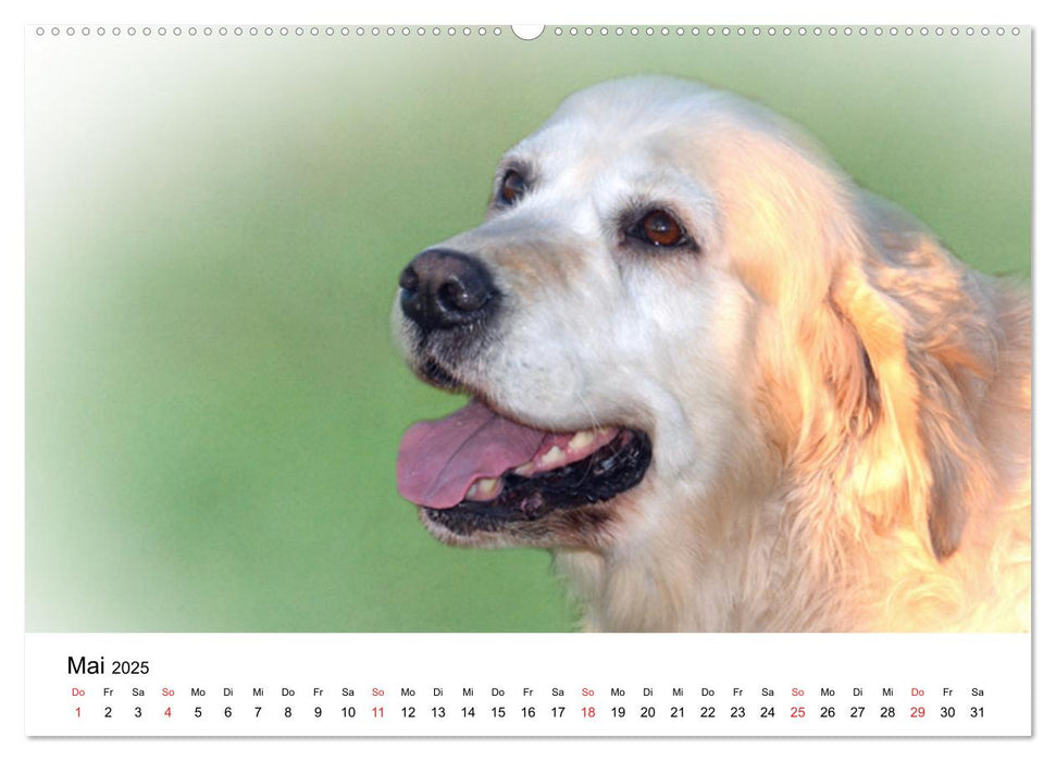 Rasseportraits - Hunde (CALVENDO Premium Wandkalender 2025)