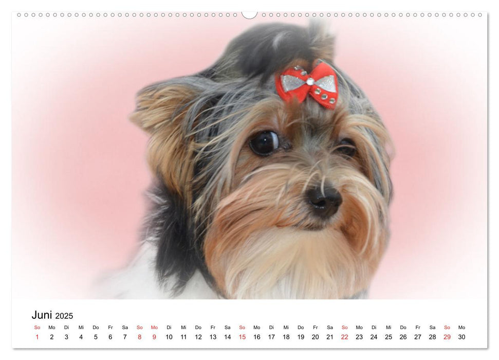 Rasseportraits - Hunde (CALVENDO Premium Wandkalender 2025)