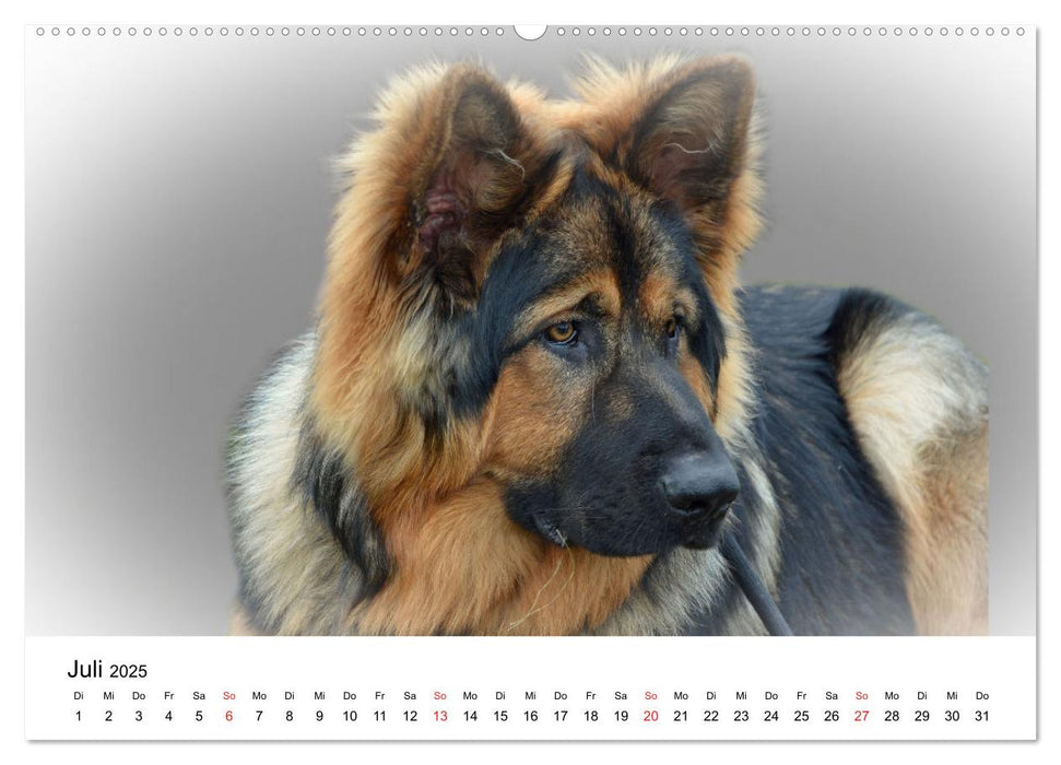 Rasseportraits - Hunde (CALVENDO Premium Wandkalender 2025)