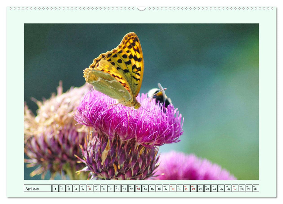 Schmetterlinge - Filigrane Wunderwerke der Natur (CALVENDO Premium Wandkalender 2025)