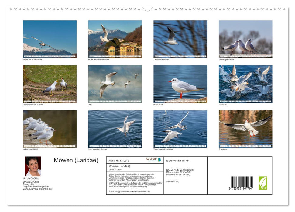 Möwen (Laridae) (CALVENDO Premium Wandkalender 2025)