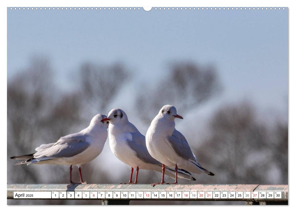 Möwen (Laridae) (CALVENDO Premium Wandkalender 2025)